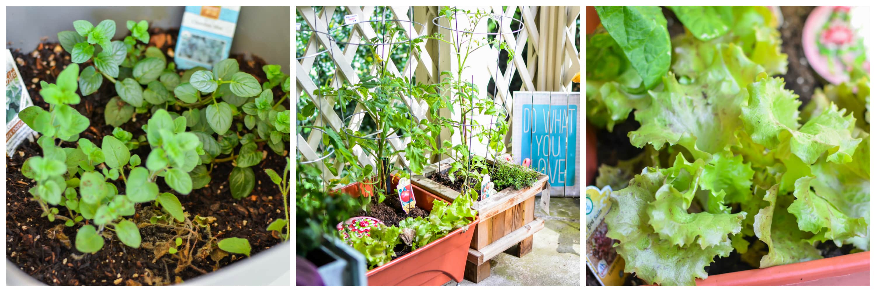 Small Patio Garden Inspiration. Grow your own fruit and vegetable garden, even if you have a small space. Container gardening is perfect for creating an outdoor haven.