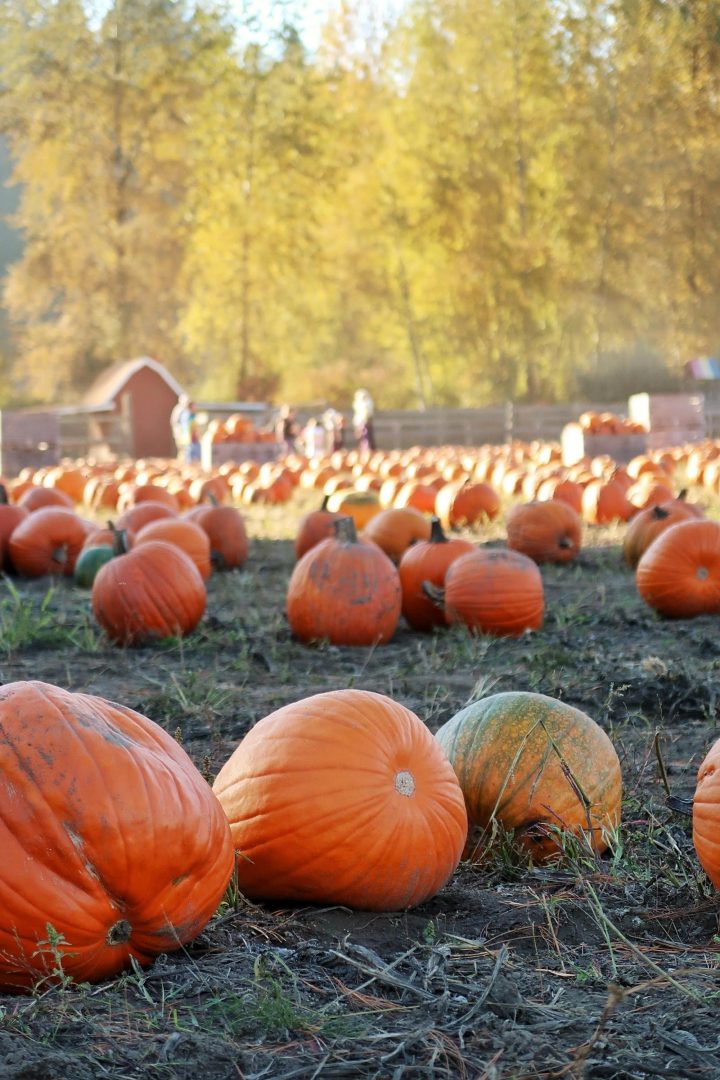 Pumpkin patch photo tips to capture great memories for a lifetime. Find the right times to photograph and how to set up a great shot. Pumpkin patch photo tips to capture great memories for a lifetime. Find the right times to photograph and how to set up a great shot.